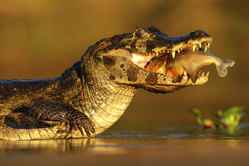 Don't be Prey